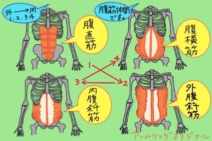 腹横筋