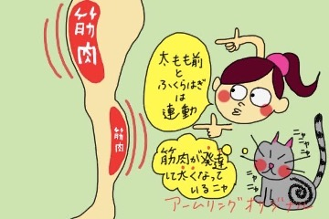 では太ももの前側の筋肉は必要ないのか？