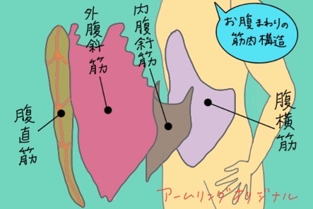 お腹まわりの筋肉構造