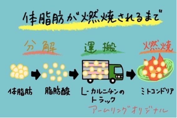 体脂肪が燃焼されるまで