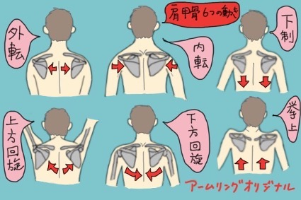 肩甲骨の動きと役割