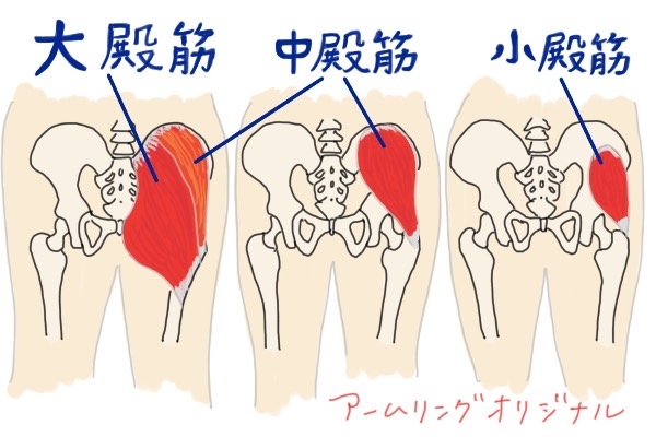 お尻の筋肉の種類