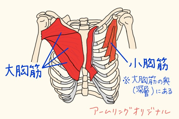 大胸筋について