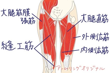 股関節内転筋群